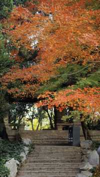 我說魯迅公園是上海市中心的賞秋天花板沒人有意見吧