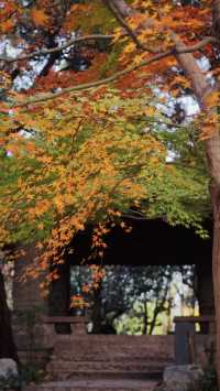 我說魯迅公園是上海市中心的賞秋天花板沒人有意見吧