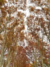 南京12月絕美秋色|玄武日落與鐘山秘境