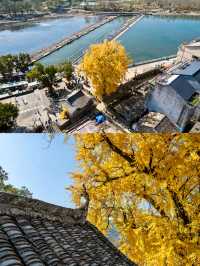 不是騰衝!在溫州!浙南12月濃烈的生命力~