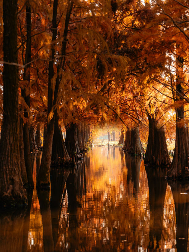 上海版“阿勒泰”｜水杉林美到窒息