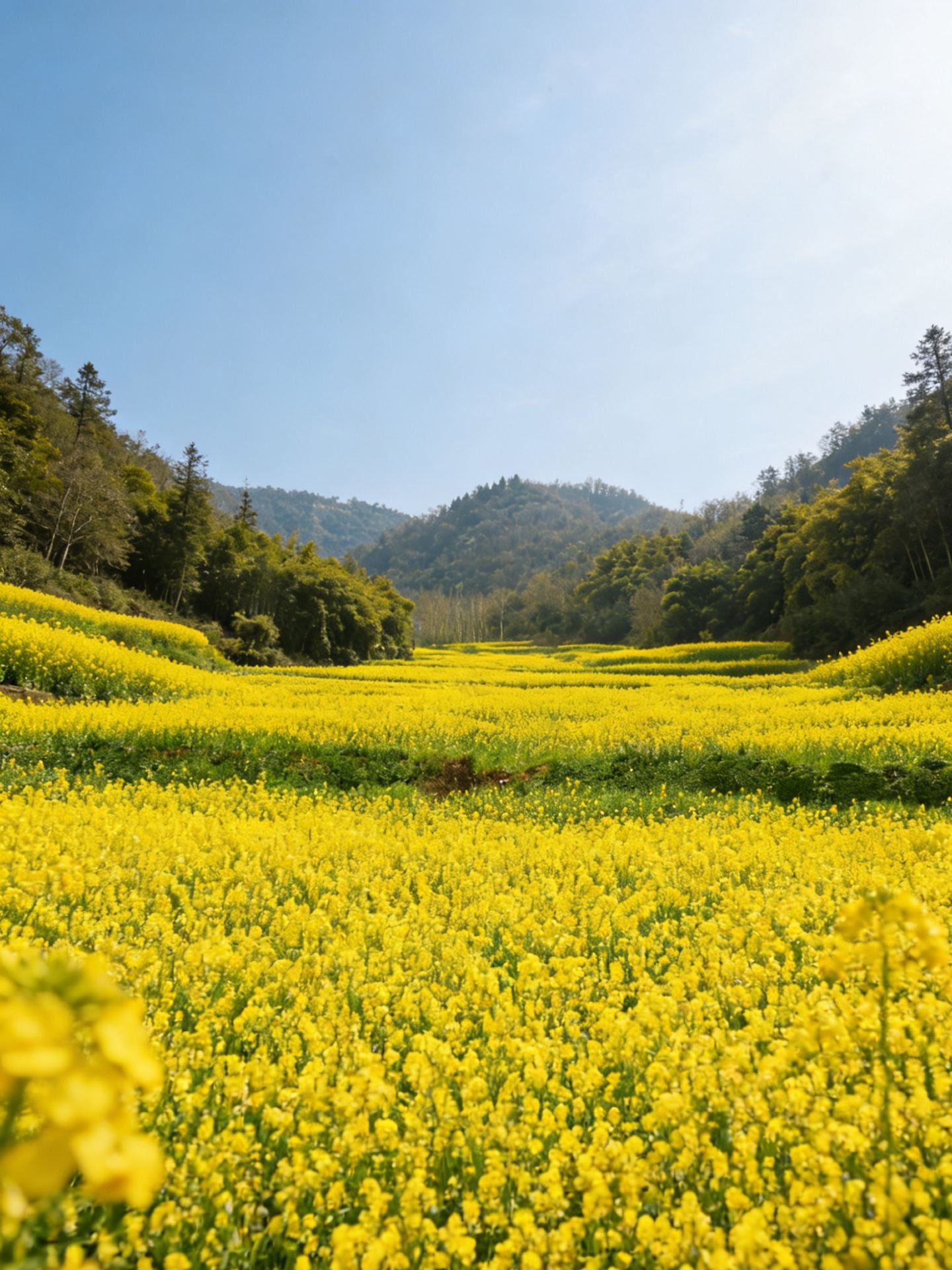 Escape the crowds! Xiantai Mountain just 1 hour from Chengdu, free to enjoy the golden terraced flower fields