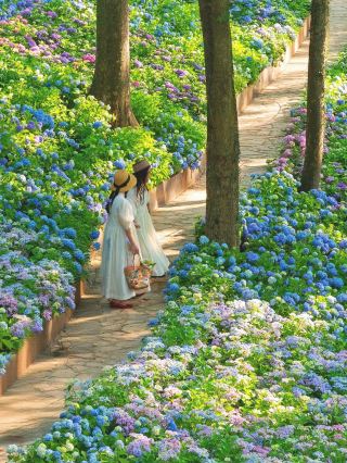 Весенние достопримечательности Нанкина, которые обязательно стоит посетить! 15 потрясающих мест для любования цветами и фотосъемки.