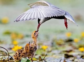 Heilongjiang Birdwatching Season, Spring Migratory Birds Dance