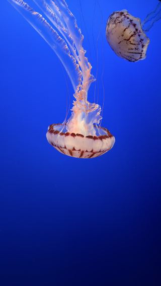 カリフォルニアの週末はどこに行く？もし1日しかないなら、私は本当にここをおすすめします