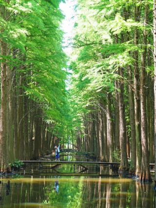 ท่องเที่ยวช่วงฤดูร้อนในมณฑลเจียงซู เจ้อเจียง และเซี่ยงไฮ้ | ทริปเที่ยวเมืองริมน้ำในมณฑลเจียงซู: ล่องเรือและชมดอกบัว