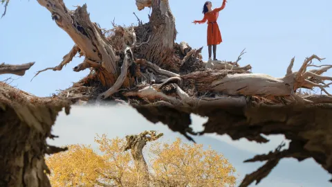 Xinjiang is truly a wonderful place! Half is poplar wilderness, half is cloudland grassland — traveler post in Hami