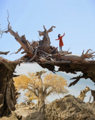 Xinjiang is truly a wonderful place! Half is poplar wilderness, half is cloudland grassland