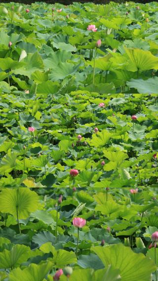 Free!! Free!! Free!!!
I was shocked!! I can't believe there's such a huge sea of lotus flowers near Chengdu!!
It's right inside the Chen Yi Former Residence in Lezhi!!
We discovered it when we took our elders there for a weekend trip!
There are so many lotus flowers; the entire scenic area is surrounded by them, with over 400 mu of lotus flowers!! It's very comfortable with few crowds!!
This place is perfect for taking seniors and children for a weekend outing!!
It's not crowded at all, so you don't have to worry about pushing through crowds!!
Plus, there are many trees inside. You can take a slow stroll, learn about the life of Marshal Chen Yi, see the old house where he lived 🏚️, and enjoy the lotus flowers!
It's so relaxing!!!
After finishing up at the Chen Yi Former Residence, you can grab some barbecue in Lezhi in the evening before heading back!!
Note ⚠️ Closed on Mondays!!!
📍Address: Chen Yi Former Residence
📷Photo: Taken on June 14, 2026
🚗Driving: About 1 hour