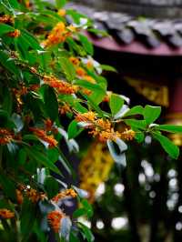 成都九月賞桂頂流公園，上千株桂樹開了，古韻感拉滿！