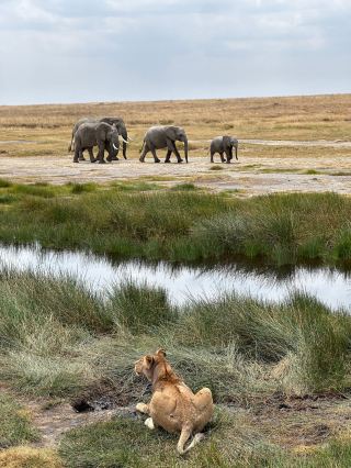 Unforgettable Safari Experience in Tanzania