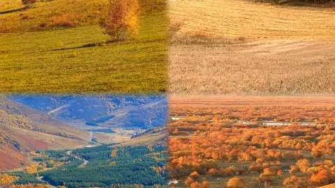 Bashang is beautiful, but don't rush there blindly in October–November; the autumn color window is short, so don't waste your trip — traveler post in Bashang