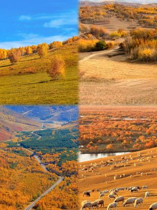 Bashang is beautiful, but don't rush there blindly in October–November; the autumn color window is short, so don't waste your trip