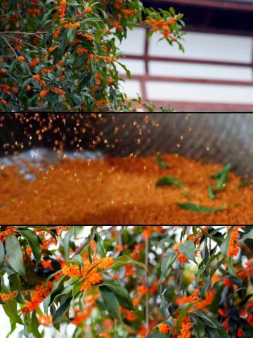 The "osmanthus-scented" autumn in Greater Wuyi is the ultimate Chinese-style romance!