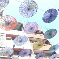 石崗 情人橋 鬱金香節