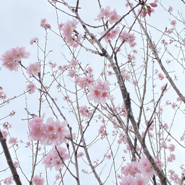 季節限定··沙田好去處