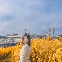 Mùa hoa cải Fukuoka