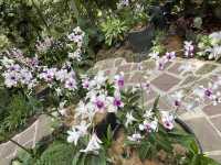 Stunning Orchids at National Orchid Gardens