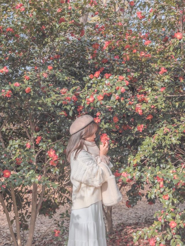 부산에 있는 동백 명소 화명생태공원♥️✨
