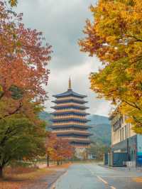 흐려도 아름다운 가을경주 황룡원🍁
