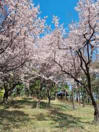 대전의 봄꽃은 “한밭수목원”에서 즐겨요〰🌸💗