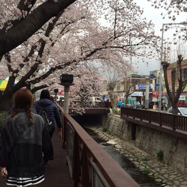 죽기전에 꼭 가봐야할 명소 / 진해 군항제 당일치기 💕💘