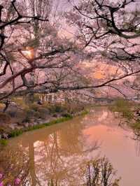 당일치기 가능한 경주 벚꽃명소 코스 🌸