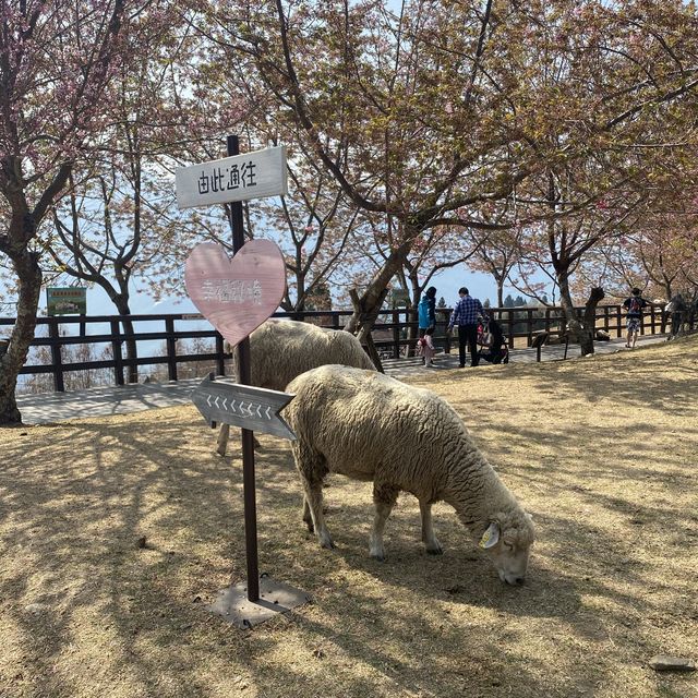 Well-known Qingjing Farm in Taiwan