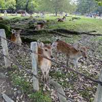 名勝「奈良公園」観光客で賑わい鹿は元気でした