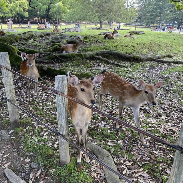 名勝「奈良公園」観光客で賑わい鹿は元気でした