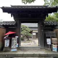 Dainochaya