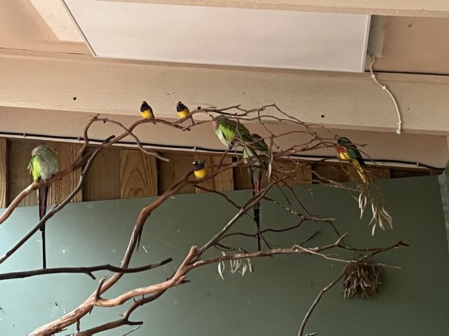 호주 동물들을 가까이서 볼 수 있는 Healesville Sanctuary