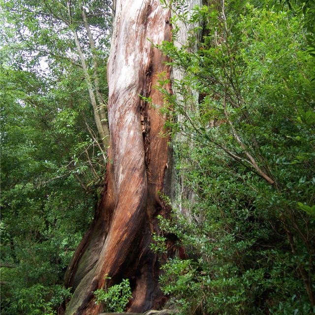 【屋久島】ジブリの世界のような島