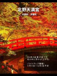 今年絶対に見逃したくない…！全国の紅葉ライトアップスポット7選🍁