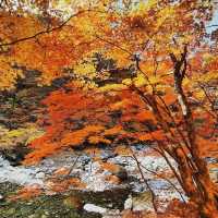 Most beautiful falling season at Bamsagol