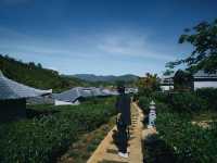 พักผ่อนสบายๆในไร่ชา ณ บ้านรักไทย