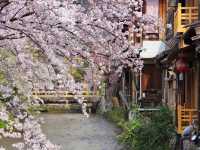 【京都市】水面に揺らぐ桜並木🌸