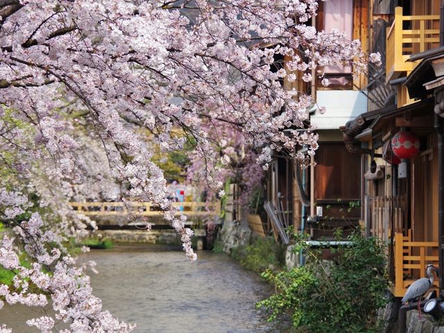 【京都市】水面に揺らぐ桜並木🌸