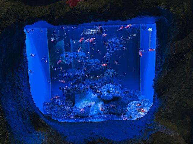 ท่องเที่ยวกับโลกใต้ท้องทะเล Underwater World ญาจาง