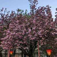 造幣局桜の通り抜け、桜は既に散り始め、有終の美