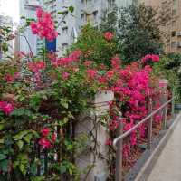 五樓户外平台花園 ！意外之外的美景打卡地！利東街商場 
