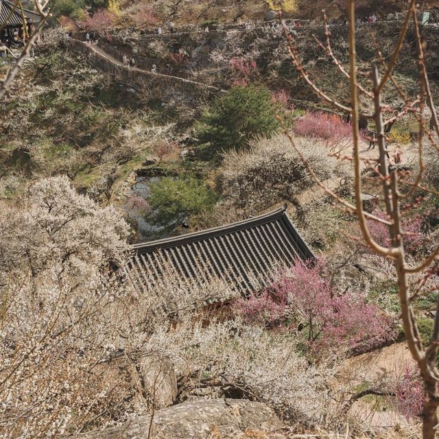 매화 포토존 가득한 광양 매화마을 