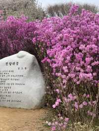 부천 진달래 하면 바로 이 곳! 진달래 축제가 열리는 곳!🌸 [부천_진달래동산]