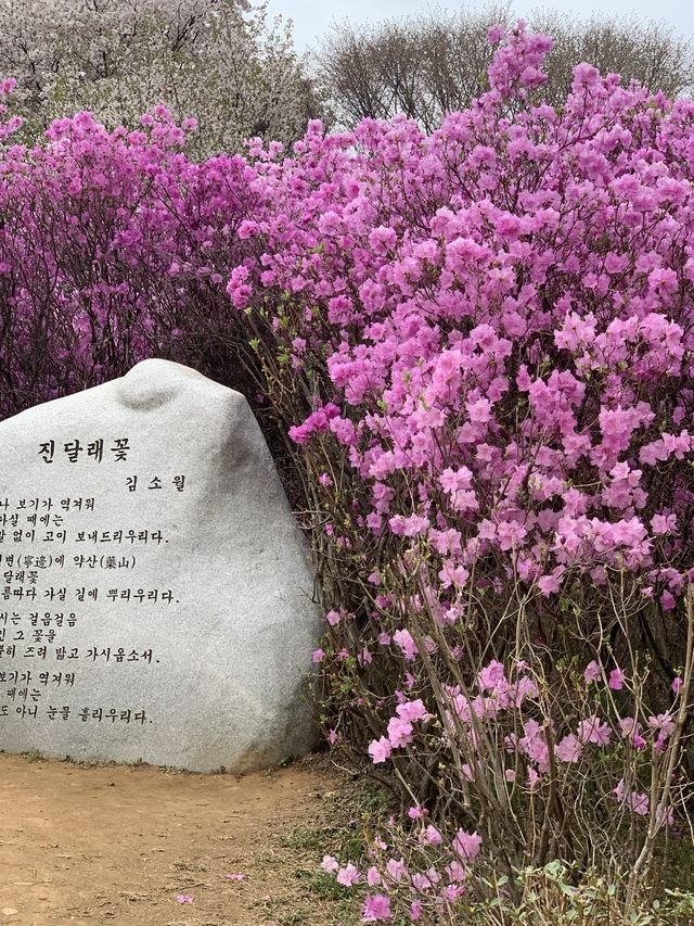 부천 진달래 하면 바로 이 곳! 진달래 축제가 열리는 곳!🌸 [부천_진달래동산]