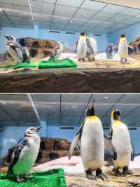 【桃園】X-PARK 水族館：沉浸式體驗海洋世界