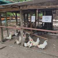 Hanging Out At Desaru Ostrich Farm