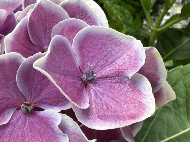 香港賞花｜九龍公園｜今年最後一輯繡球花照片