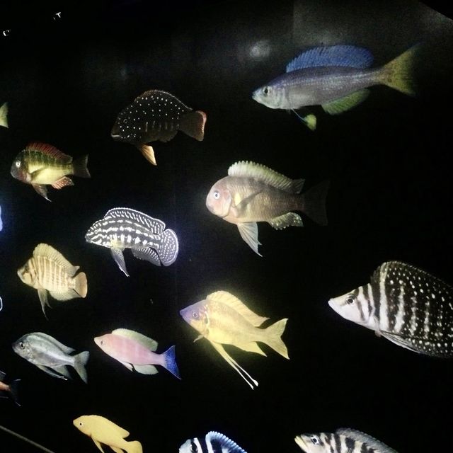 S.E.A Aquarium - Singapore
