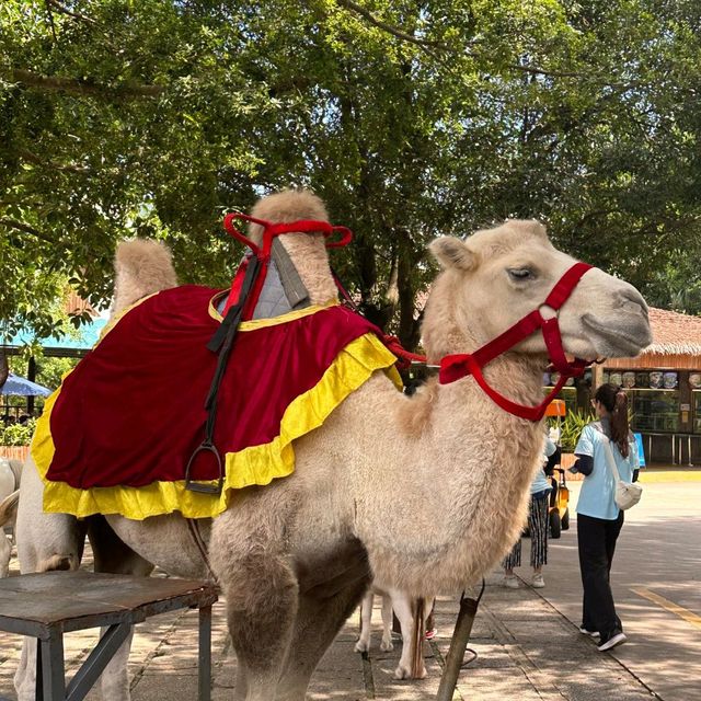 深圳野生動物園