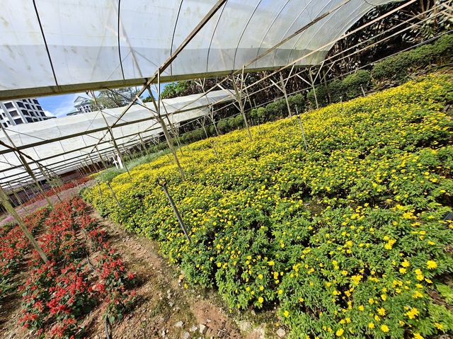 Genting Strawberry Leisure Farms ✨